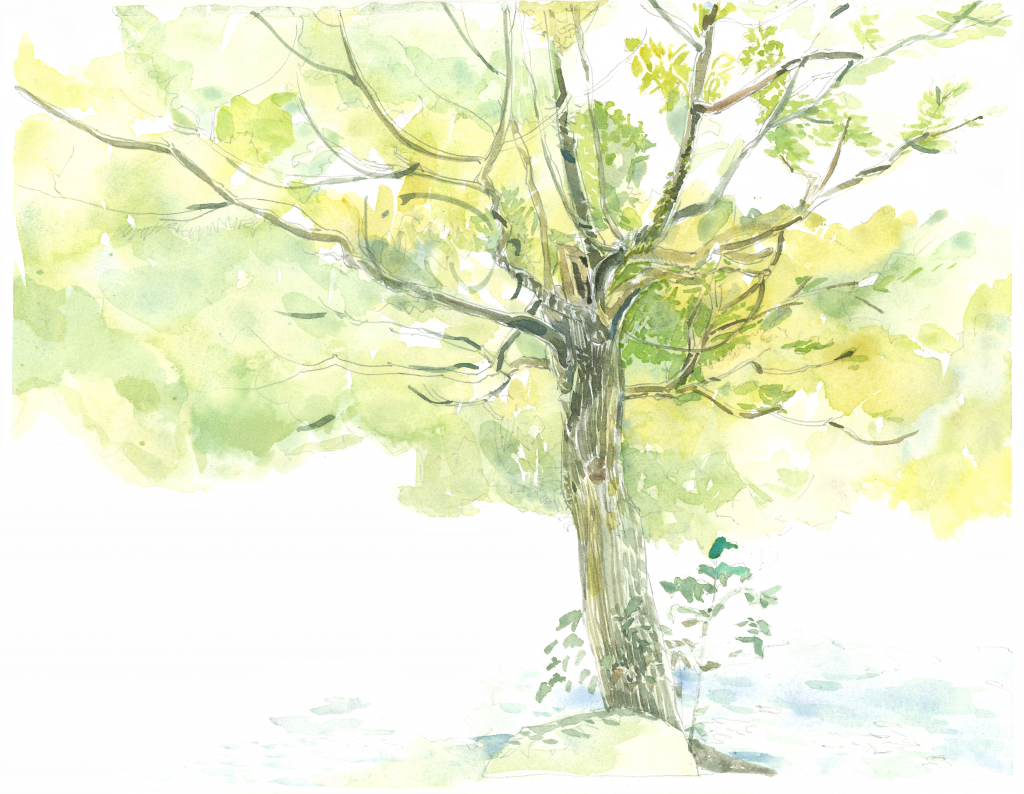 圖鑑-樟樹 - 法鼓心靈環保教育園地