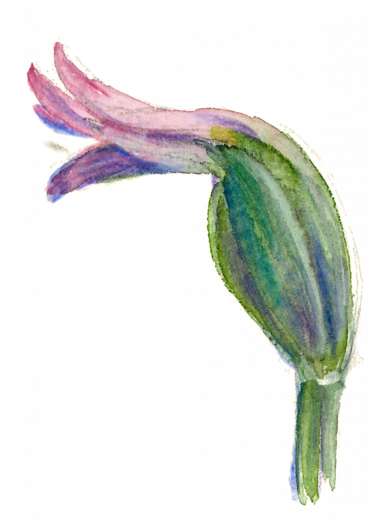 This image has an empty alt attribute; its file name is %E7%B6%AC%E8%8D%89_3-733x1024.png