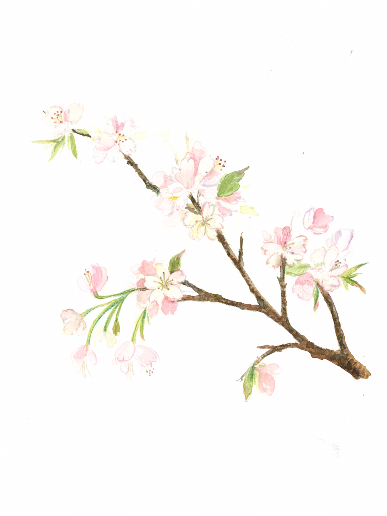 主圖-櫻花