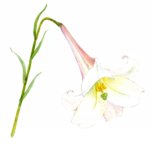 台灣百合