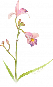 葦草蘭