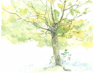 樟樹