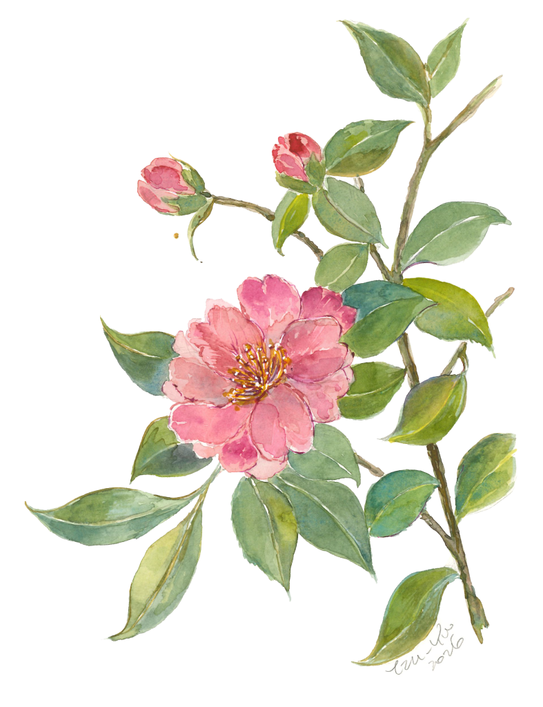 茶梅