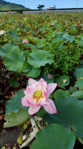 LINE_ALBUM__250818_106