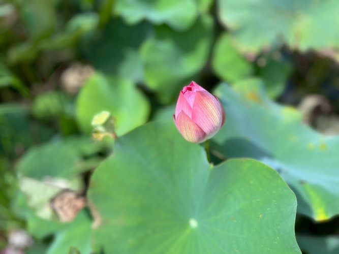 LINE_ALBUM__250818_46